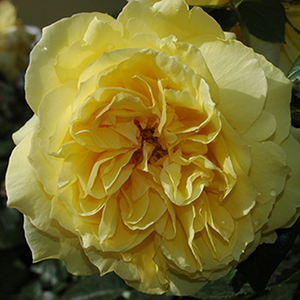 Pоза Сувенир на Марсел Пруст - жълт - Чайно хибридни рози 